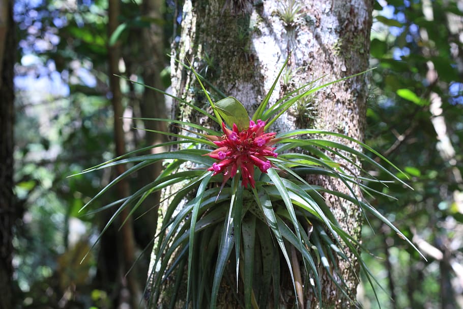 bromelia, flower, orquidea, plant, growth, flowering plant HD wallpaper