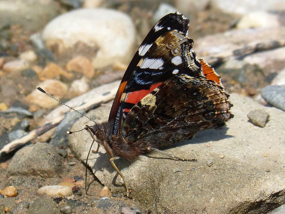 butterfly, vanesa, vanessa atalanta, libar, the tongue of the butterflies, HD wallpaper