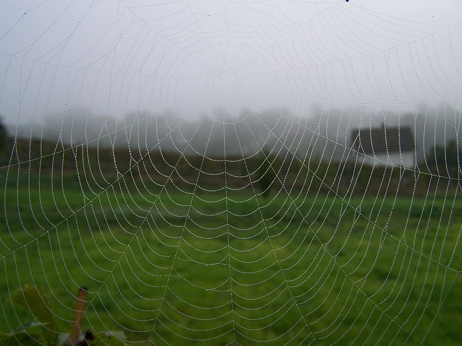 web, autumn, fog, fragility, spider web, vulnerability, close-up HD wallpaper