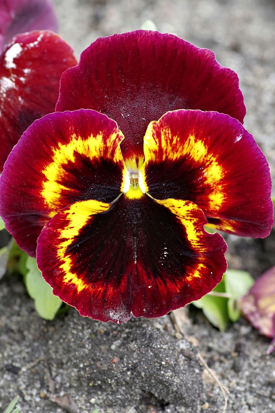 Pansy, Raspberry, Yellow, red, black, garden, rabatka, gold HD wallpaper
