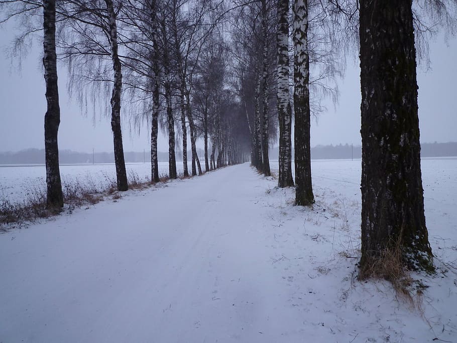 winter, snow, evening, cold, birch avenue, tree, cold temperature HD wallpaper