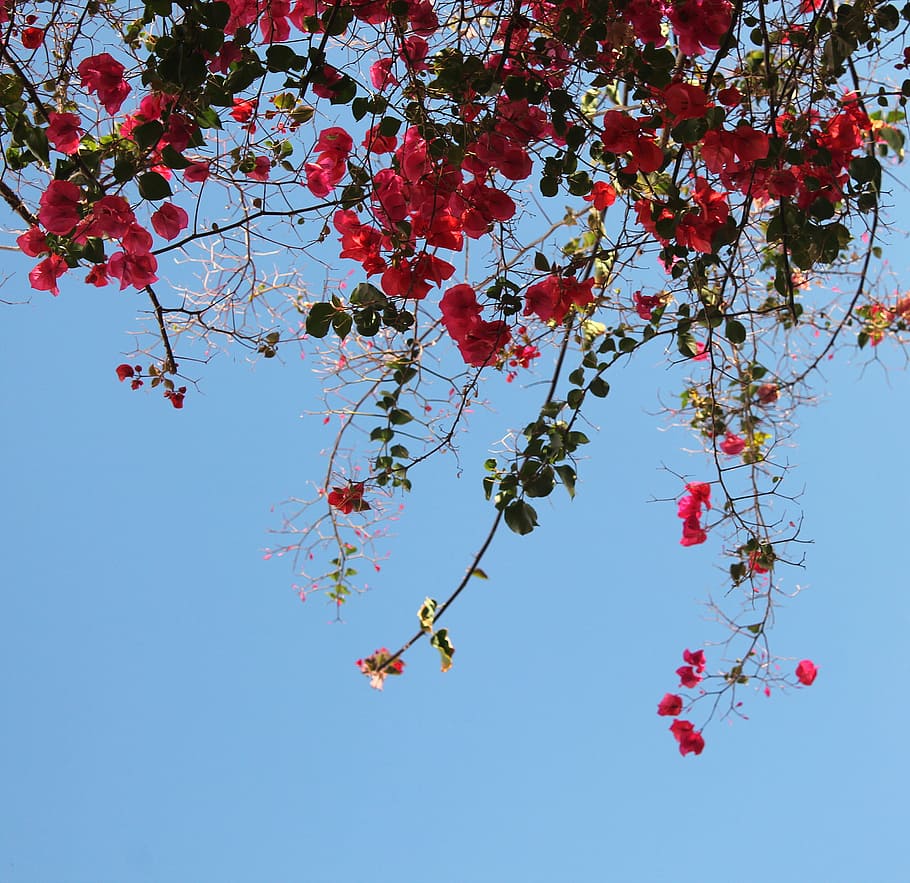 flowers, flower decor, background, sky, plant, branch, tree HD wallpaper