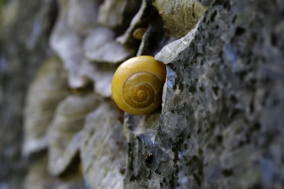 snail, shell, stone, snail shell, animal, nature, animal world HD wallpaper