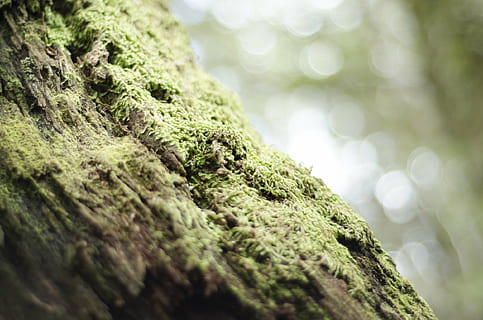 selective focus photo of green mossy tree bark, nature, forest HD wallpaper