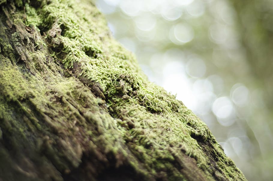 selective focus photo of green mossy tree bark, nature, forest HD wallpaper
