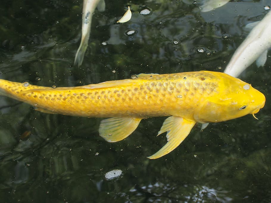 carp, gold, wealth, water, animals in the wild, animal themes HD wallpaper