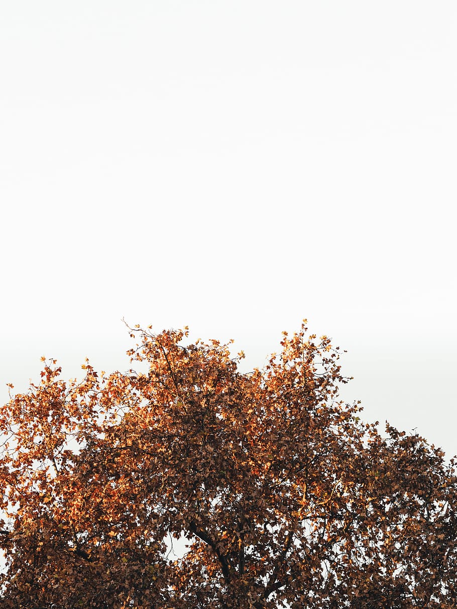 brown leafed tree, simplicity, simple, white space, open space HD wallpaper