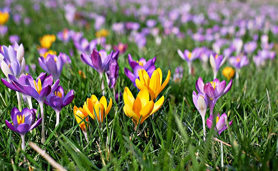 selective focus photography of yellow and purple flowers, crocus HD wallpaper