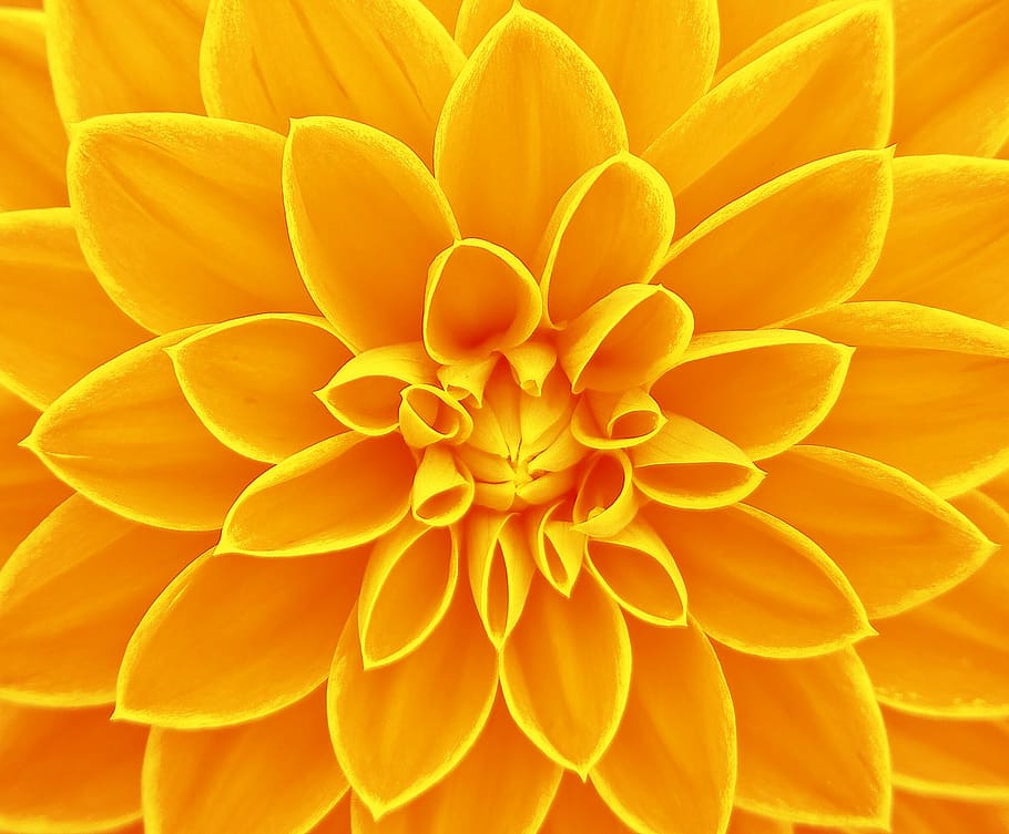 closeup photo of yellow petaled flower, bright, background HD wallpaper