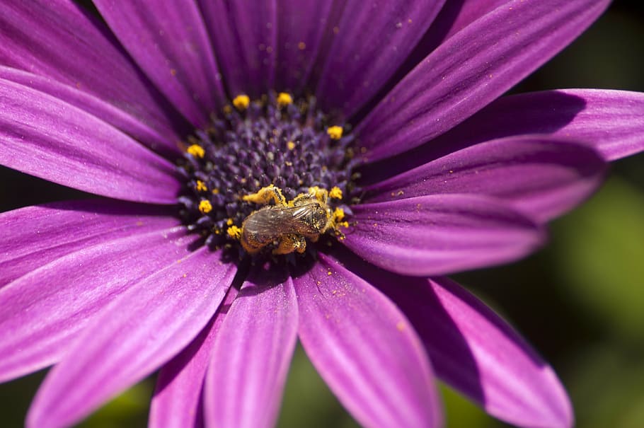 pollen, bee, flower, lilac, rosa, garden, nature, insect, spring HD wallpaper