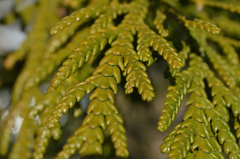 pine, tree, green, needles, branch, decoration, decorative HD wallpaper