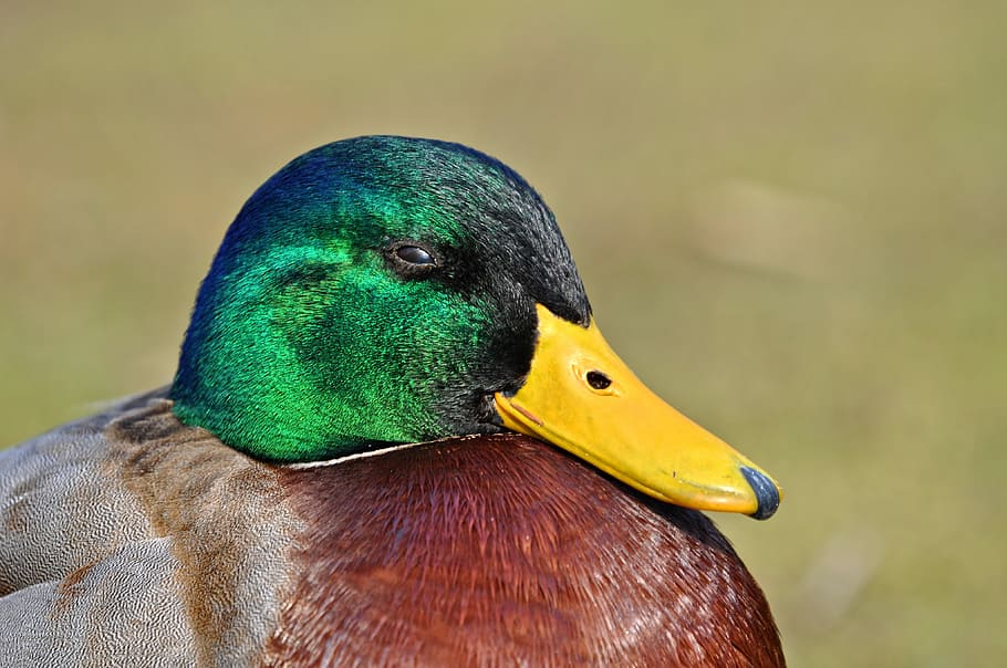 mallard duck under sunny sky, drake, male duck, bird, waterbird, HD wallpaper