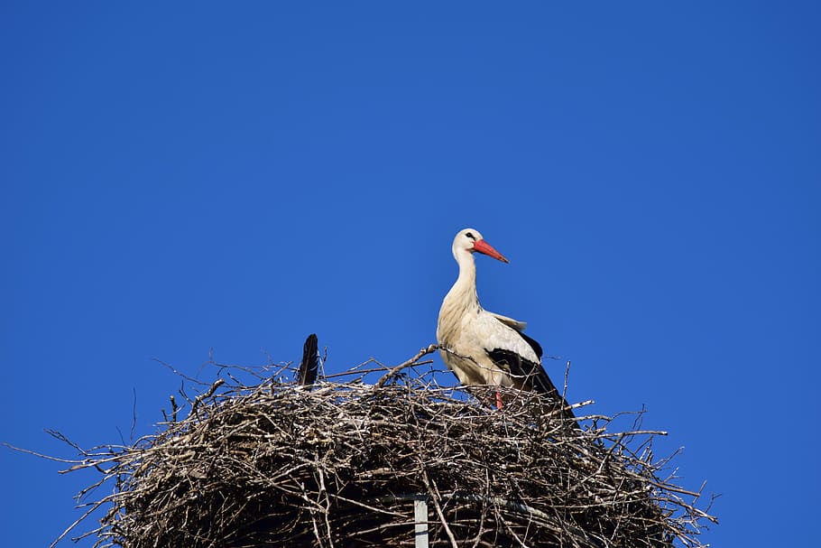 stork, storchennest, bird, rattle stork, plumage, breed, nesting place, HD wallpaper
