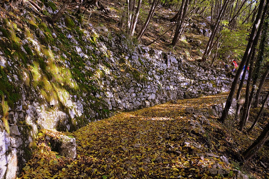 excursion, forest, autumn, trail, mountain, the european path, HD wallpaper