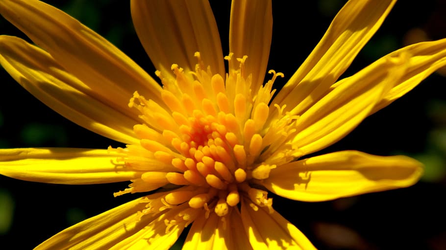 Yellow Flower Photo, beautiful, bloom, blooming, blossom, bright HD wallpaper