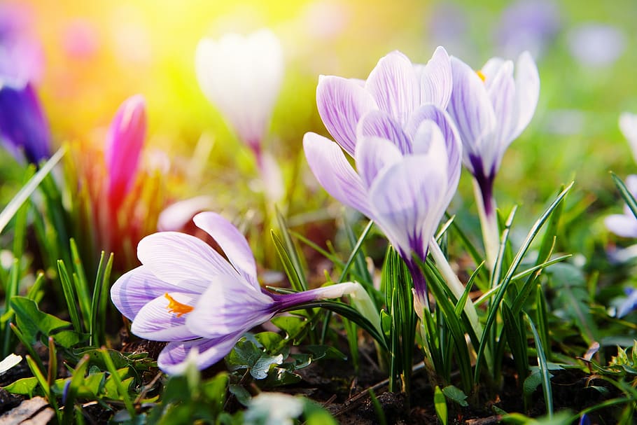 purple flowers, crocus, blossom, bloom, spring, white, spring flower, HD wallpaper
