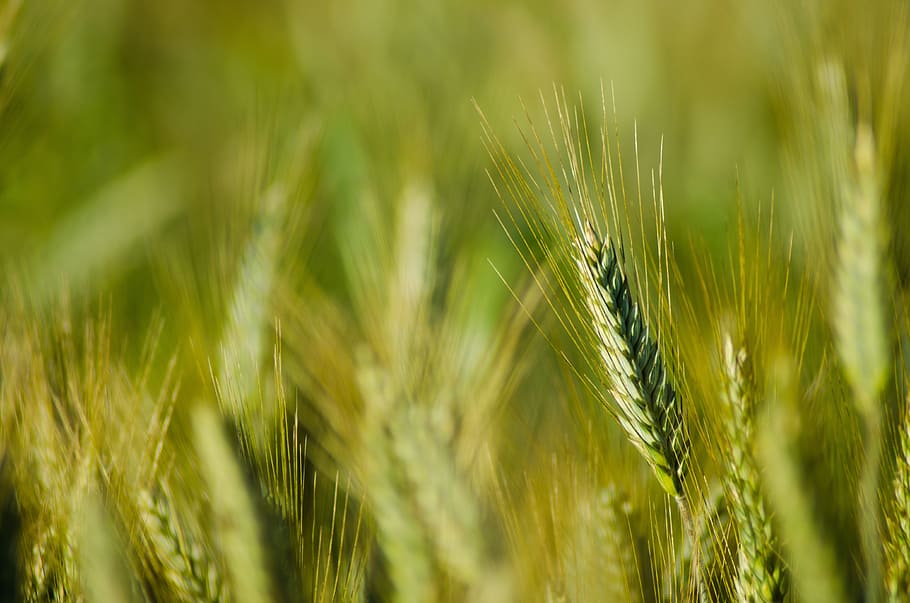 summer, kłos, corn, field, grains, the cultivation of, cereals HD wallpaper