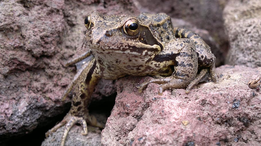 Animals, Brown Frog, amphibians, animal wildlife, animals in the wild HD wallpaper