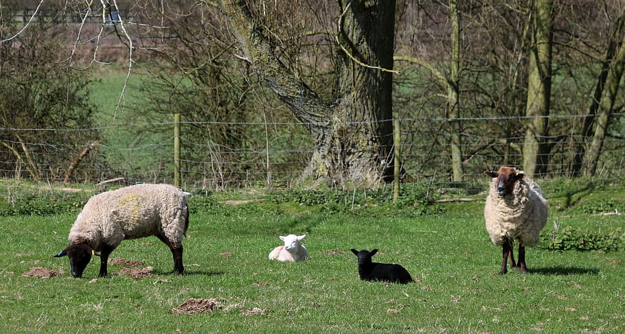sheep, lamb, field, farm, agriculture, wool, livestock, grass HD wallpaper