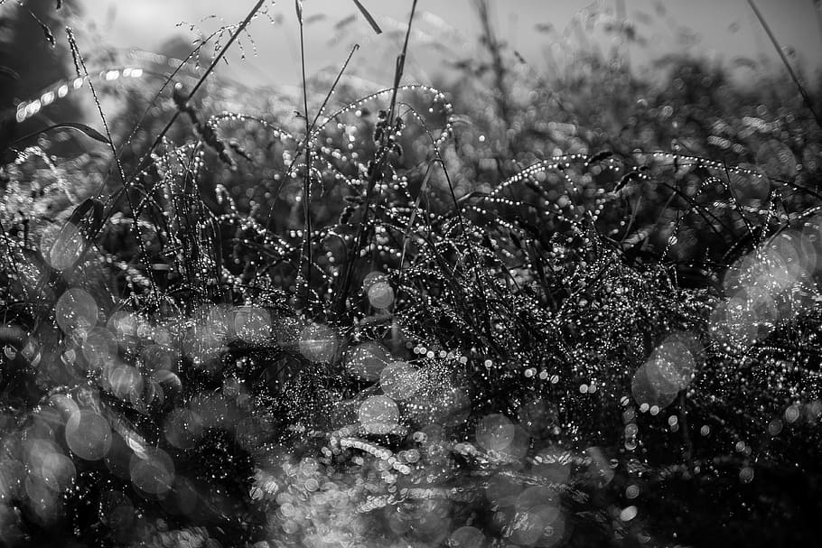 black and white, grass, outdoor, bokeh, blur, wet, water, raindrops HD wallpaper