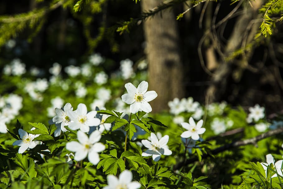 flowers, our, ekeberg, grass, trees, sun, the nature of the HD wallpaper