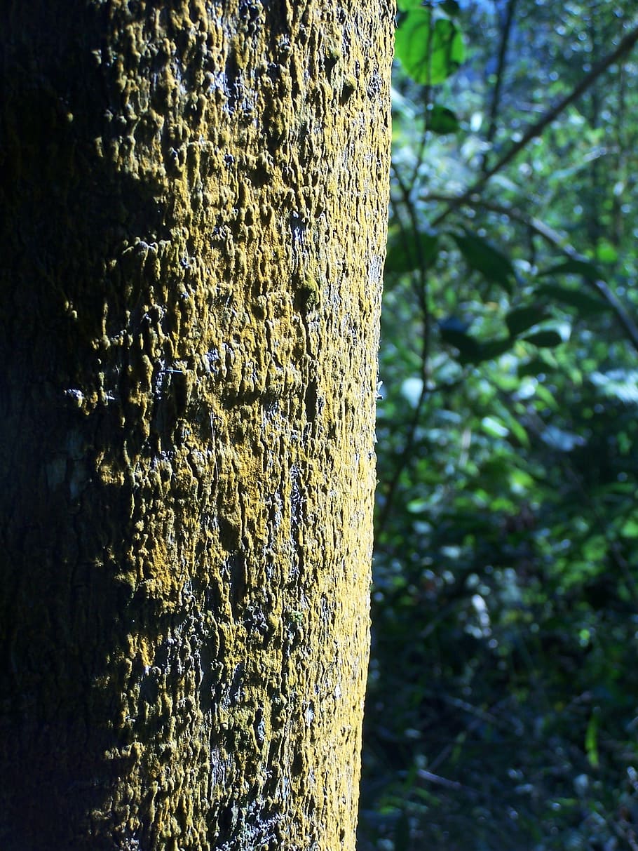 tree, trunk, green, woods, forest, nature, tree Trunk, branch HD wallpaper