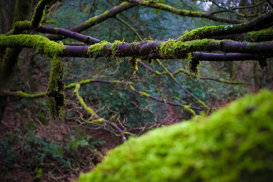 Moss on branches, nature, forest, tree, woodland, outdoors, plant HD wallpaper