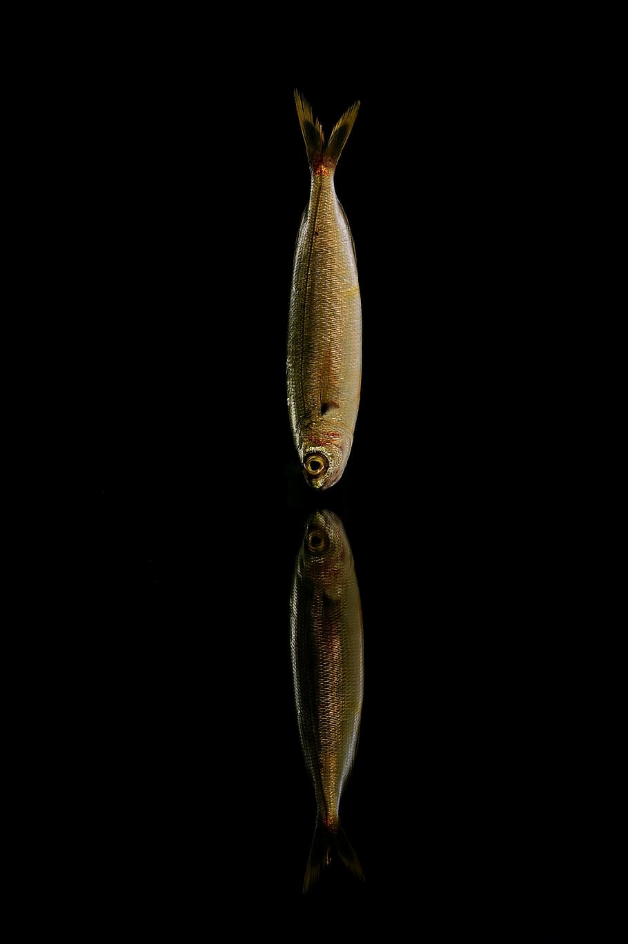 brown fish, sea, fishing, mullet, cod, trout, sardine, black background, HD wallpaper