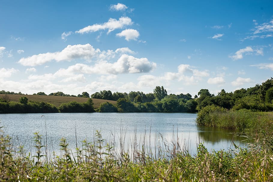 Sky, Clouds, Lake, Blue, Trees, Reed, nature, landscape, water HD wallpaper