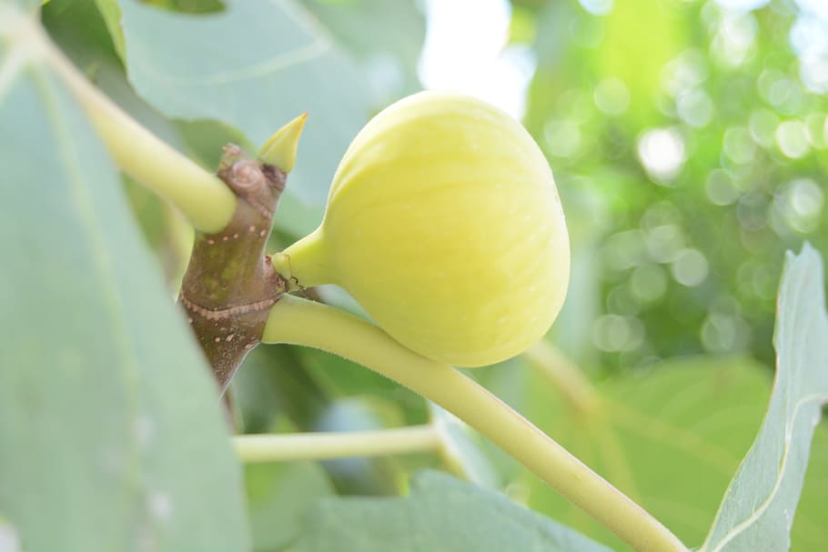 yellow, fruit, good taste, plant, plant part, food, growth HD wallpaper