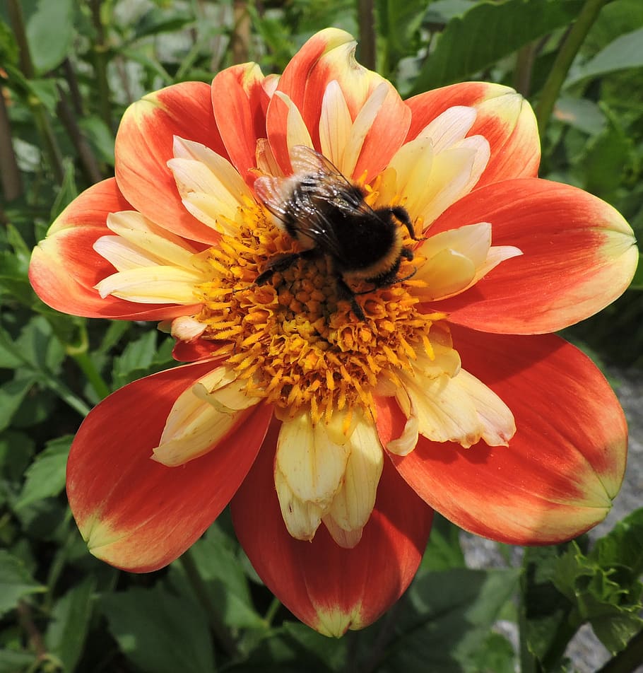Marigold, Hummel, Orange, Red, Yellow, garden, insect, macro HD wallpaper