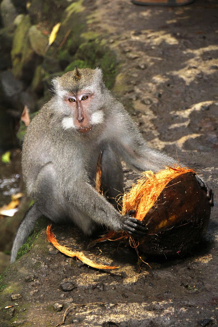 Bali, Monkey, Coconut, Portrait, Color, nature, colorful, photo HD wallpaper