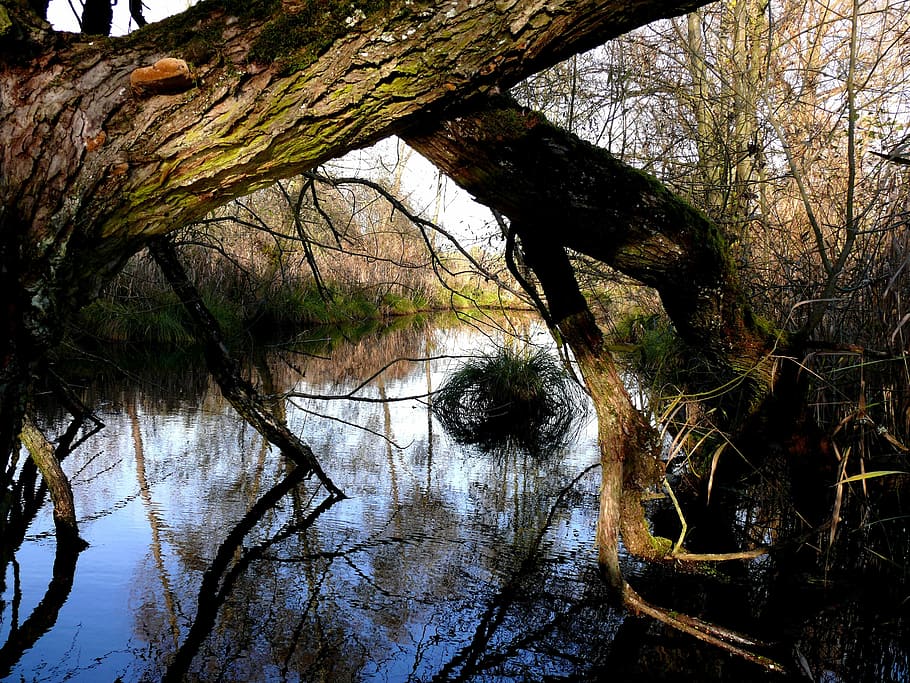 Channel, Water, Reflection, Nature, tree, outdoors, swamp, branch HD wallpaper