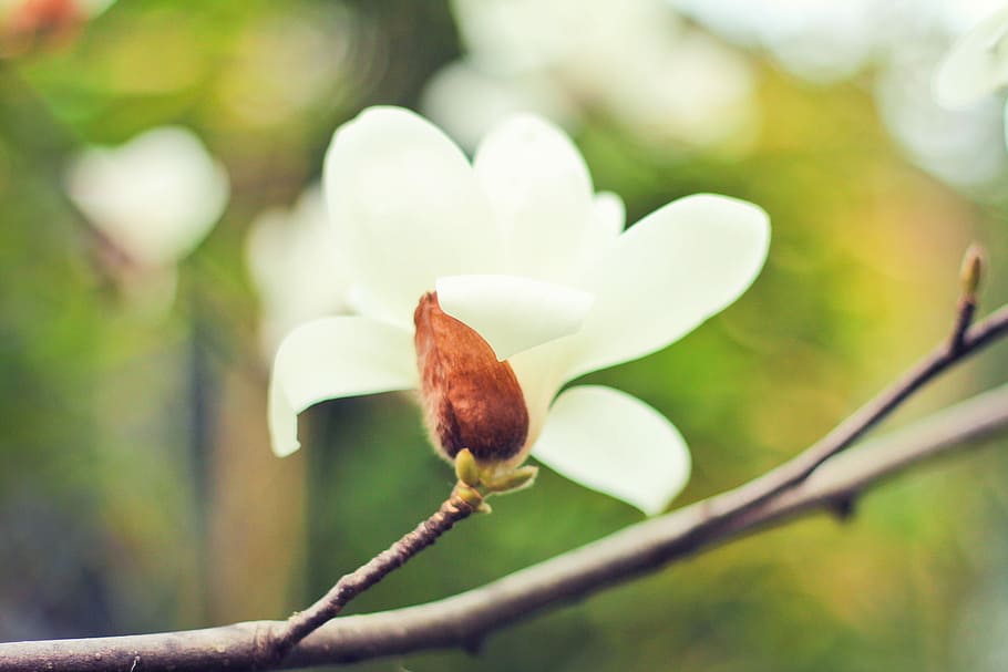 depth of field photography of a white orchid, nature, plant, tree HD wallpaper