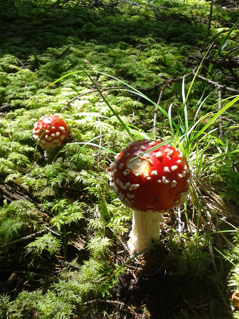 fly agaric, forest, mushroom, grass, moss, toxic, red fly agaric mushroom HD wallpaper
