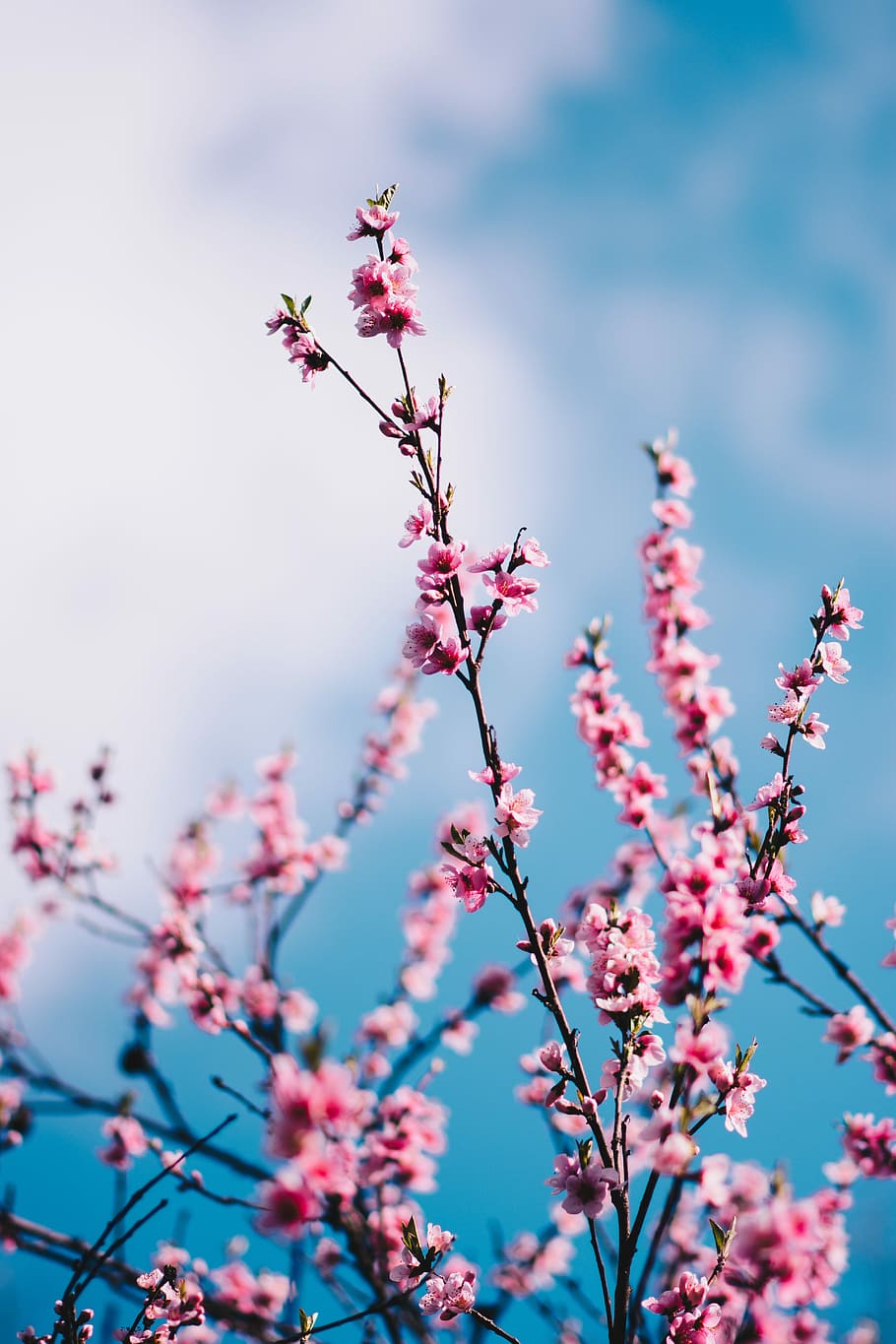 close-up photograph of pink cherry blossoms, pink flowers during daytime HD wallpaper