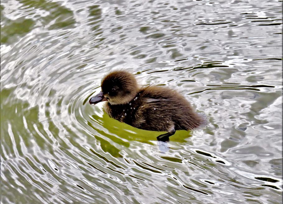 brown duckling swimming on body of water during daytime, animal, HD wallpaper