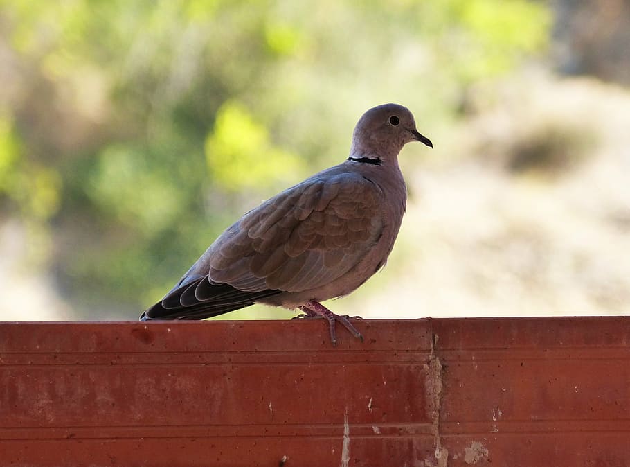 turtledove, ave, bird, animal themes, vertebrate, animal wildlife HD wallpaper