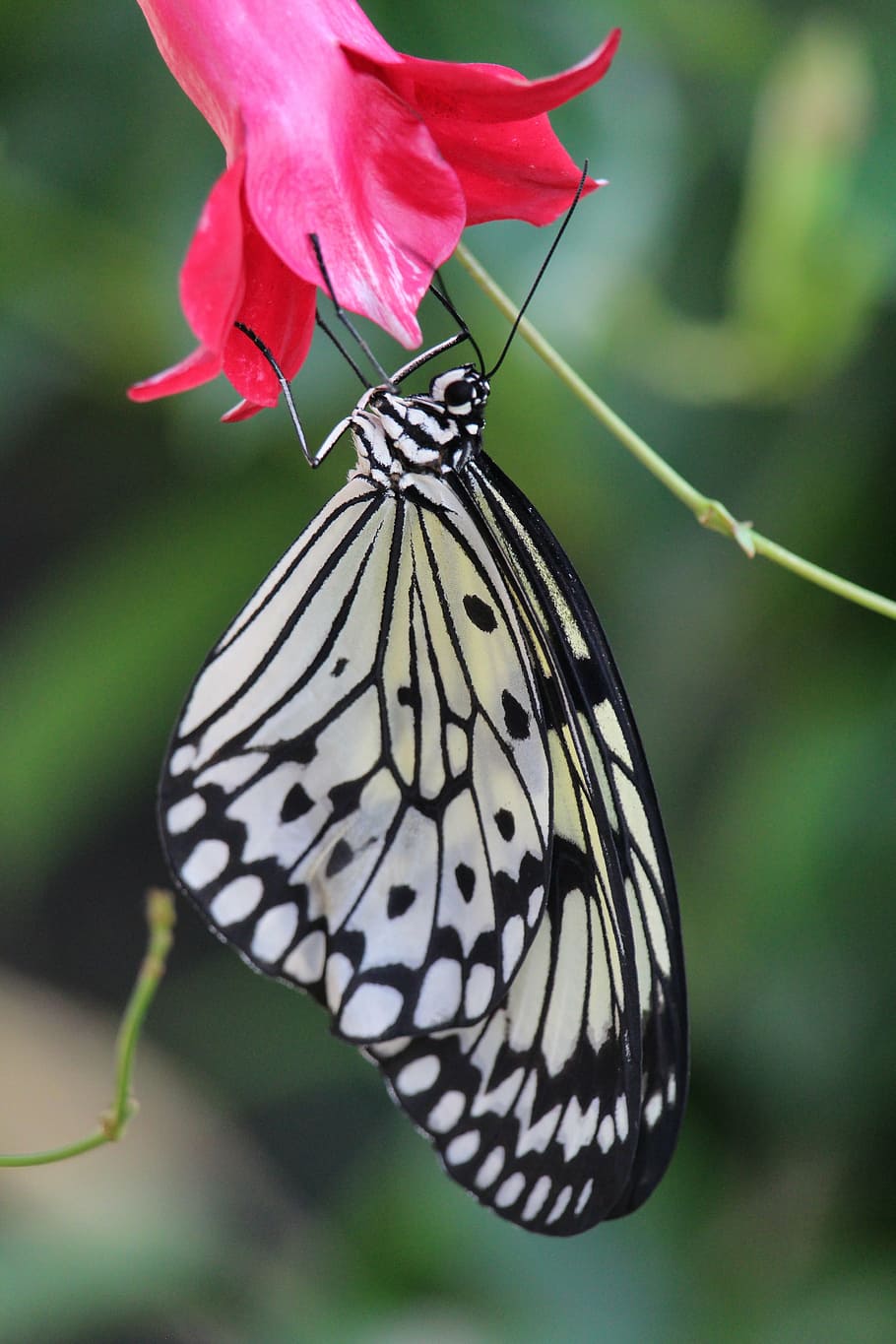 butterlfy, bug, wildlife, insect, nature, butterfly - Insect HD wallpaper