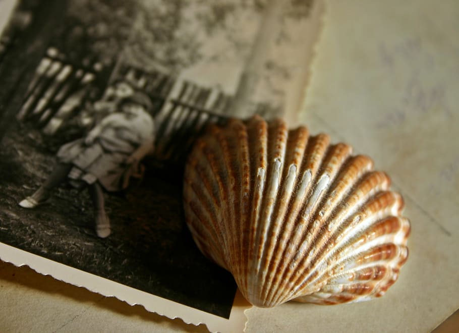 brown sea shell on photo, memory, image, recording, souvenir, HD wallpaper