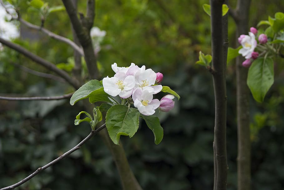 apfelblüte, tree, bloom, garden, nature, spring, close, flower HD wallpaper