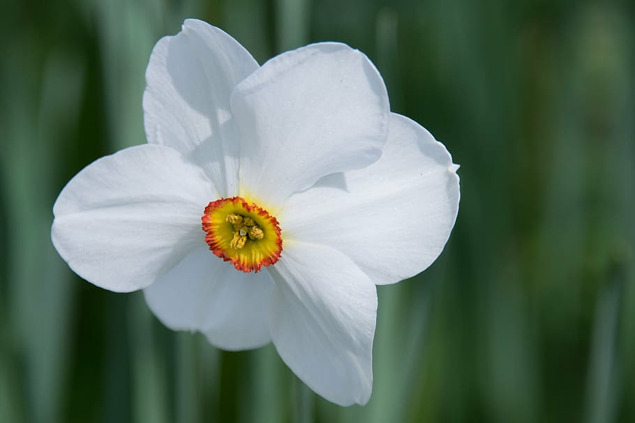selective focus photo of white petaled flower, daffodil, blossom HD wallpaper