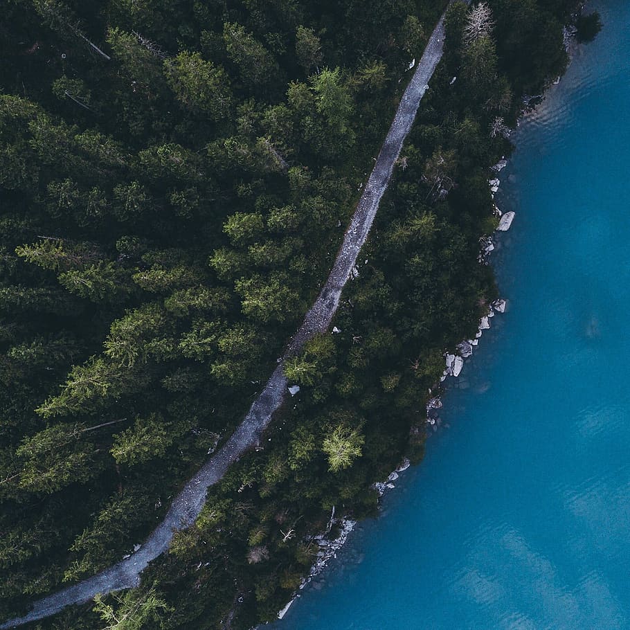 aerial photography of forest near body of water, bird's-eye view of forest HD wallpaper