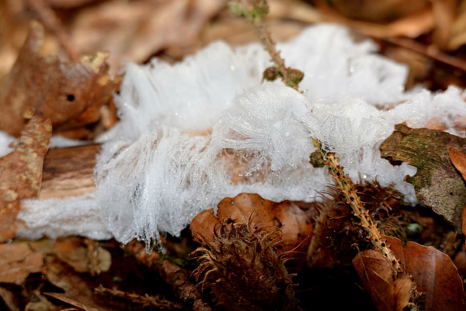 haarijs, mold, ice, cold temperature, winter, snow, close-up HD wallpaper