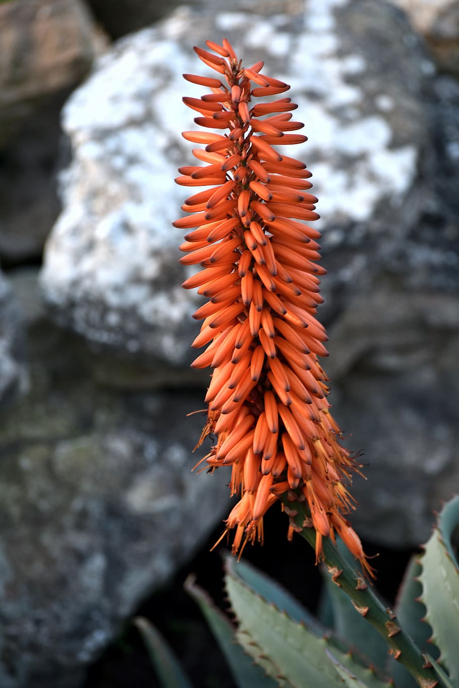 plant, flower, aloe, dry, south africa, indigenous, growth, HD wallpaper