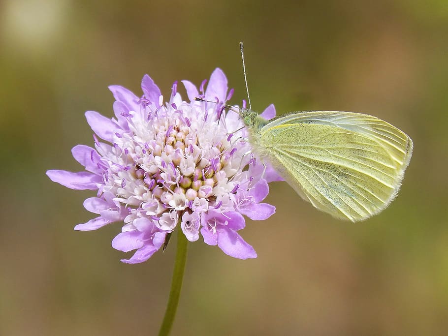 yellow butterfly on white and purple flower, pieris rapae, blanqueta cabbage HD wallpaper