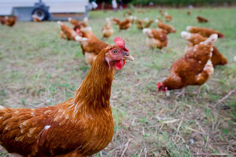 Chicken, Chickens, Free Range, livestock, chicken - bird, domestic animals HD wallpaper