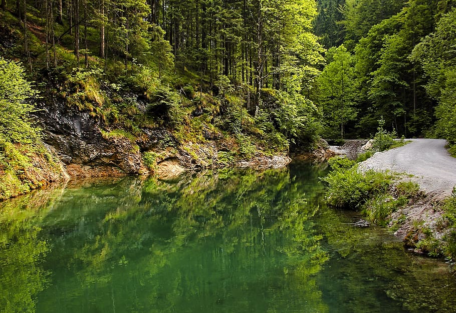 landscape, trees, green, forest, water, nature, road, lakeside HD wallpaper