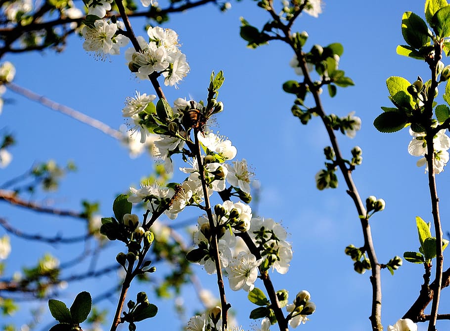 branch, tree, blossom, bloom, white, kernobstgewaechs, leaves HD wallpaper
