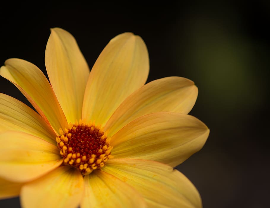 yellow, flower, summer, nature, plant, petal, close-up, single Flower HD wallpaper